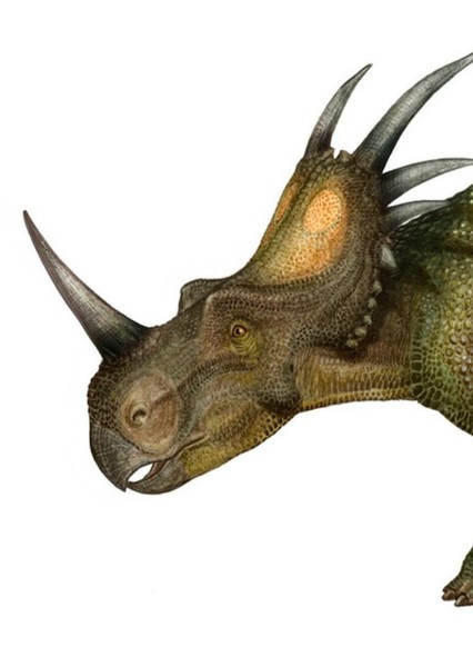Styracosaurus photo