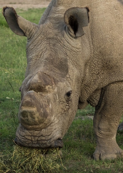 Sudan the Rhinoceros