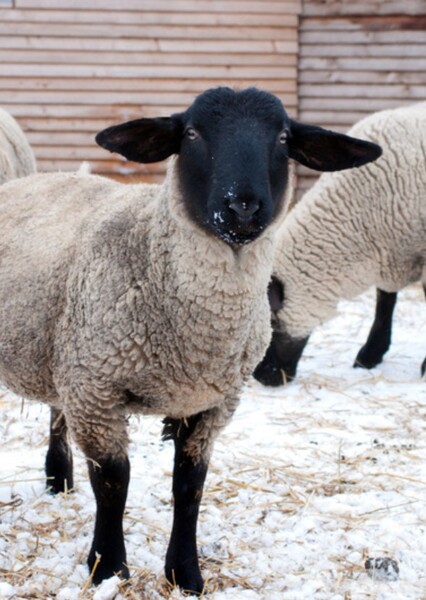 Suffolk Sheep