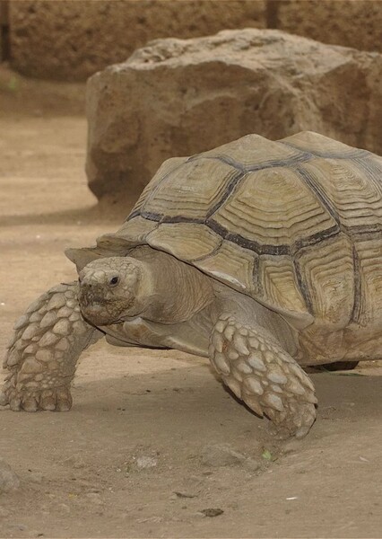 sulcata tortoise