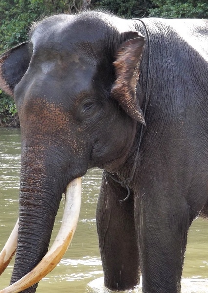 Sumatran Elephant