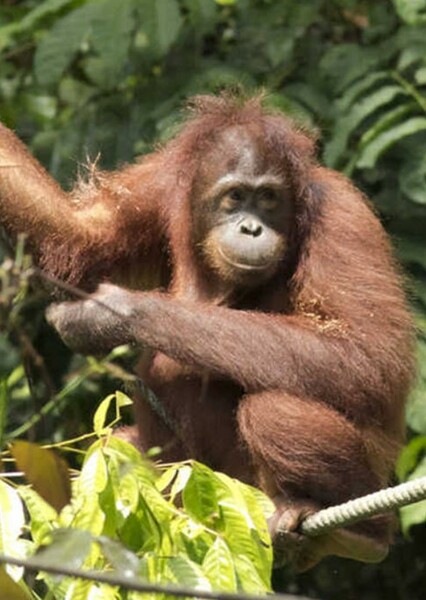 Sumatran Orangutan photo