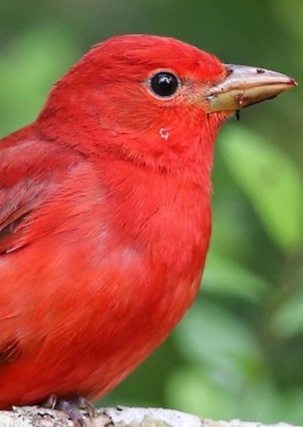 Summer Tanager