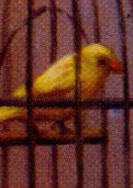 Sunny (American Girl) photo