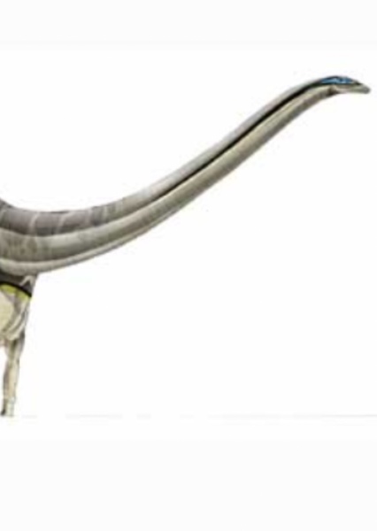 Supersaurus photo
