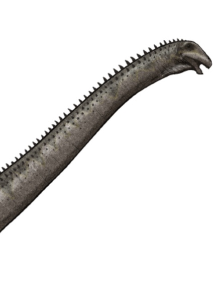 Supersaurus photo