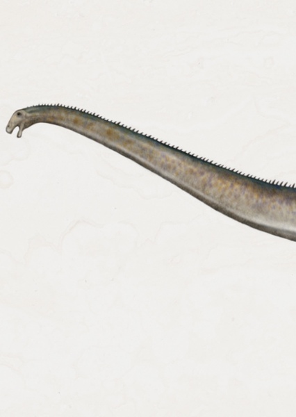 Supersaurus photo