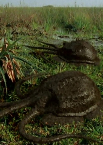Swampus