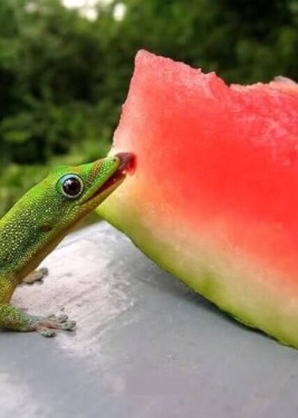 Sweet Dreams Fuel