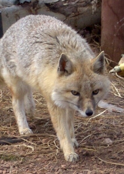 Swift Fox