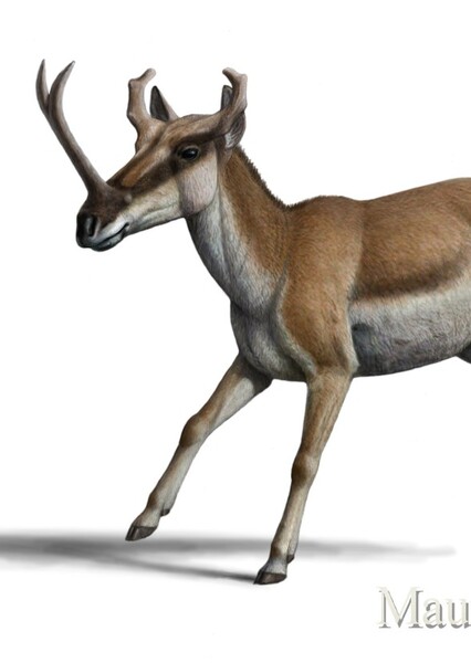 Syndyoceras