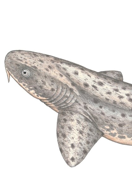 Synechodus