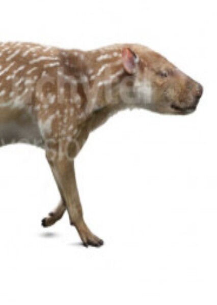 Synoplotherium