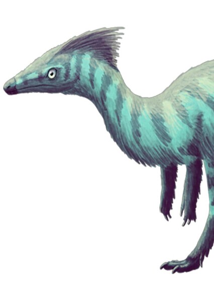 Syntarsus photo