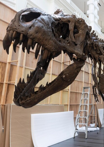 T-Rex photo