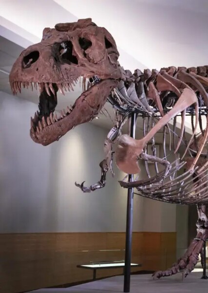 T-Rex photo
