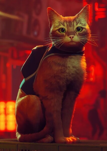 Tabby cat photo