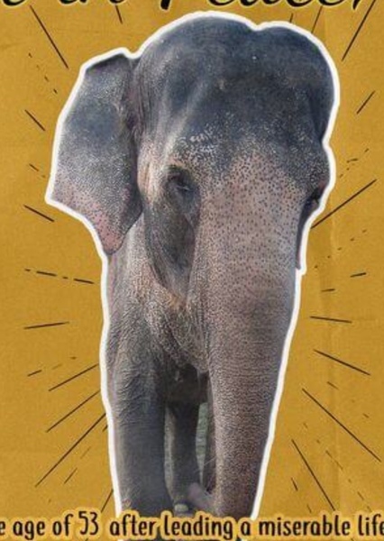 Tai the Elephant photo
