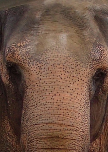Tai the Elephant photo