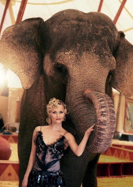 Tai the Elephant photo