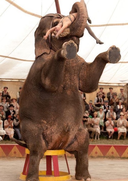 Tai the Elephant photo