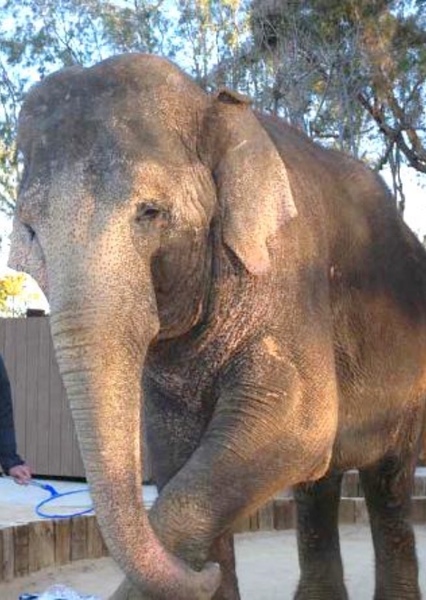 Tai the Elephant photo