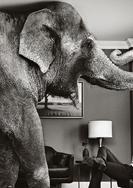 Tai the Elephant photo