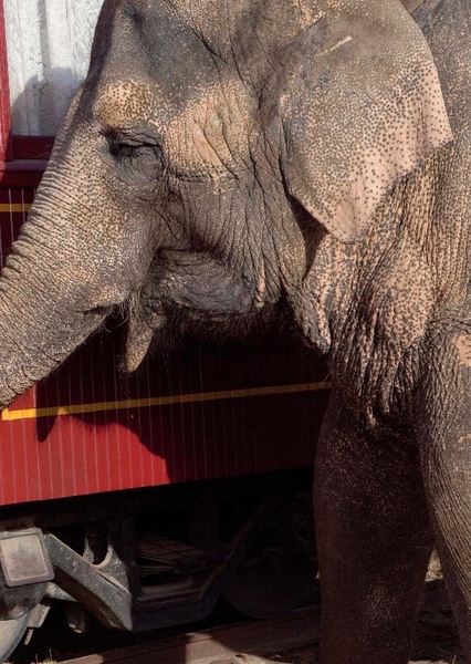 Tai the Elephant photo