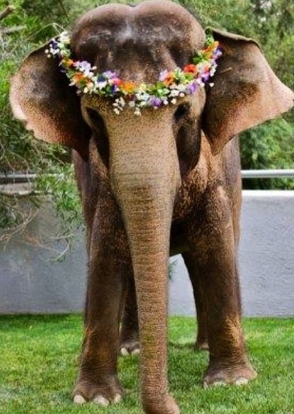 Tai the Elephant photo