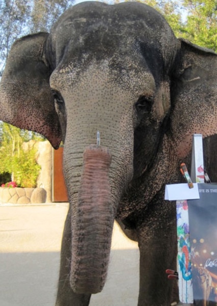 Tai the Elephant photo