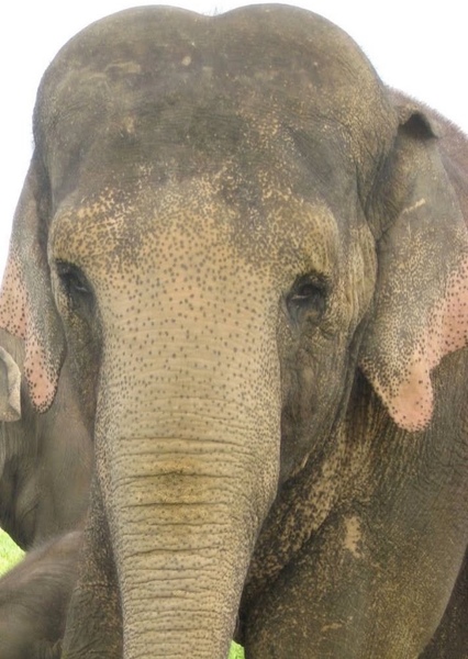 Tai the Elephant photo