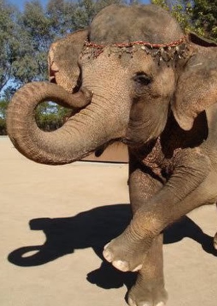 Tai the Elephant photo