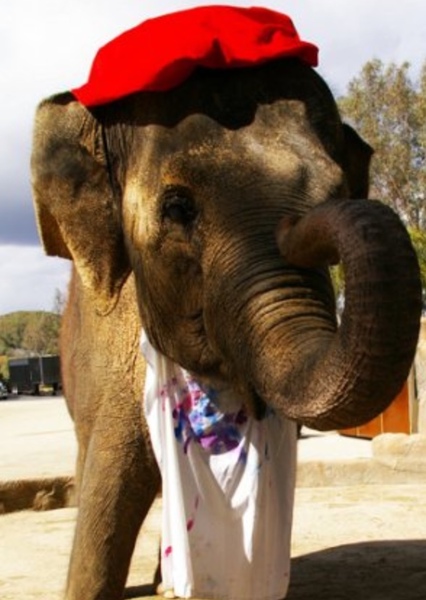 Tai the Elephant photo
