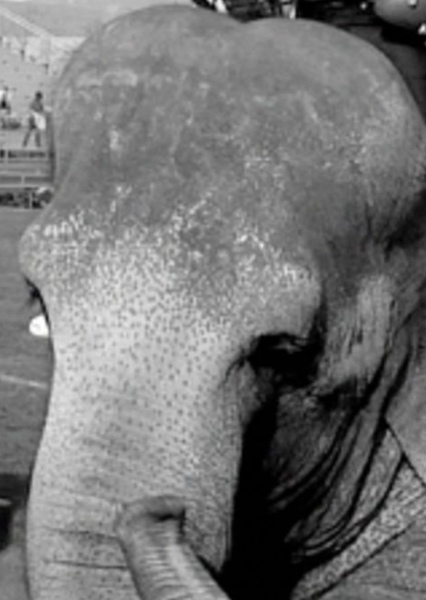 Tai the Elephant photo