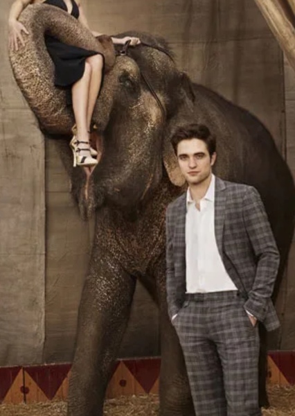 Tai the Elephant photo