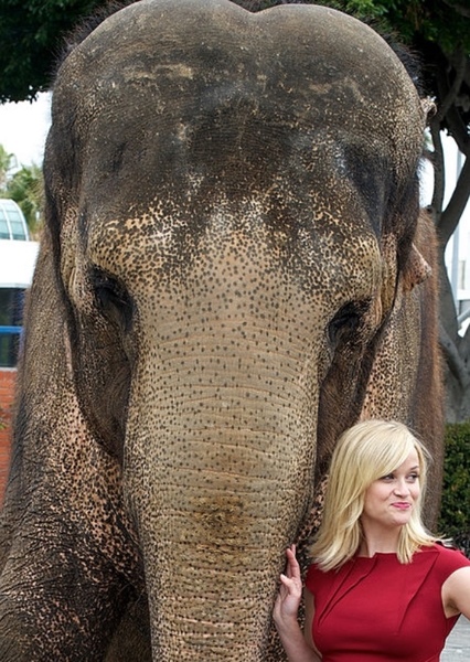 Tai the Elephant photo