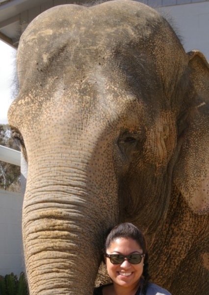 Tai the Elephant photo