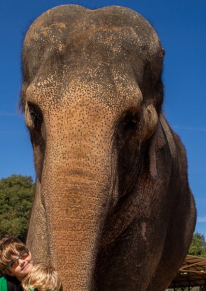 Tai the Elephant photo