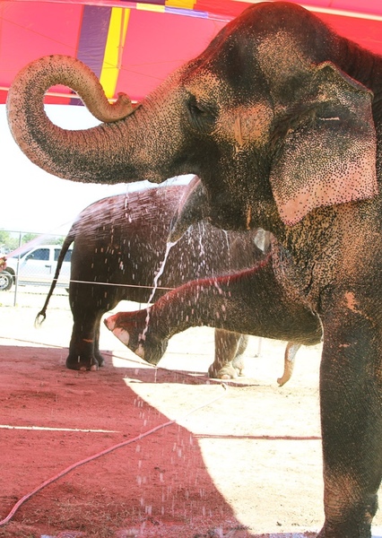 Tai the Elephant photo