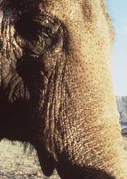 Tai the Elephant photo
