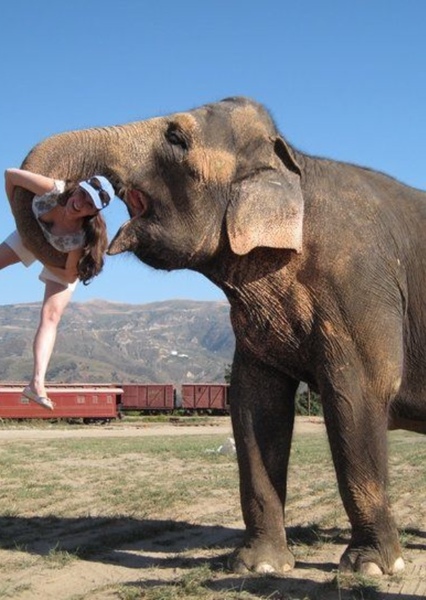 Tai the Elephant photo