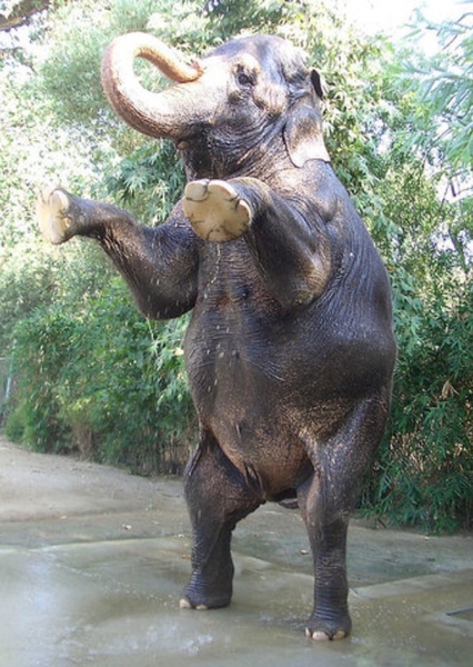 Tai the Elephant photo
