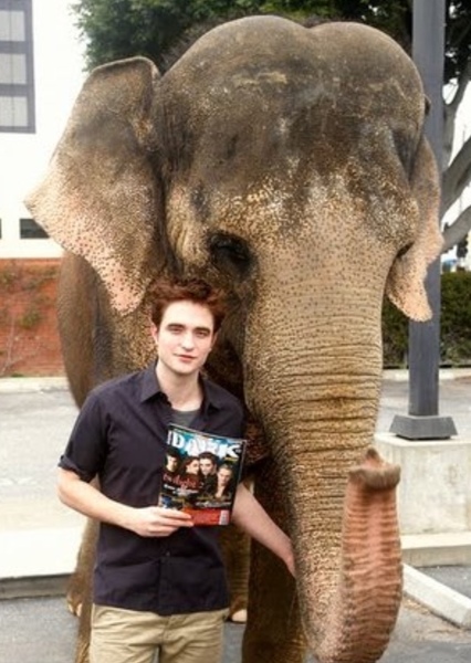 Tai the Elephant photo