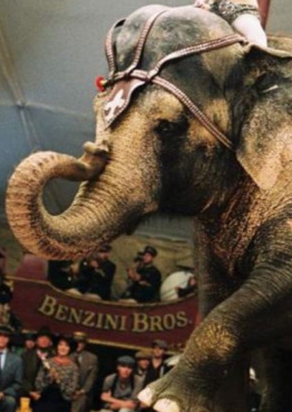 Tai the Elephant photo