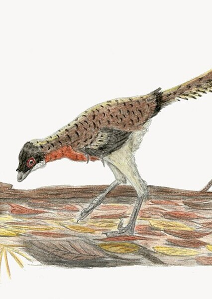 Tamarro Insepratus