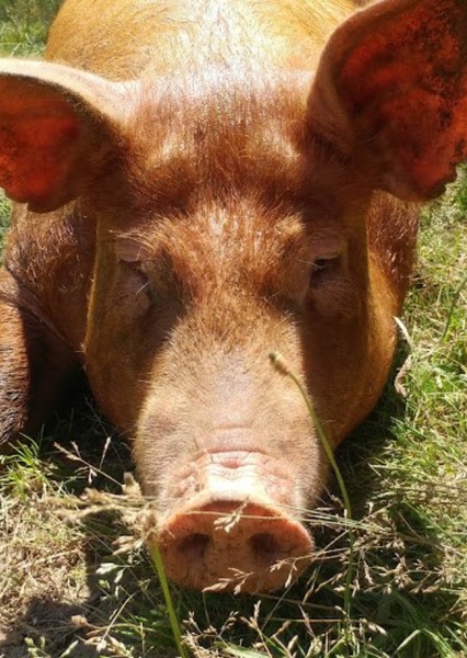 Tamworth Pig