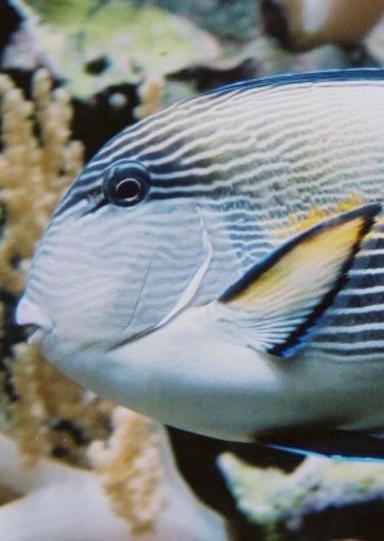 Tang (Fish)
