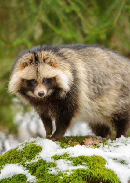 Tanuki