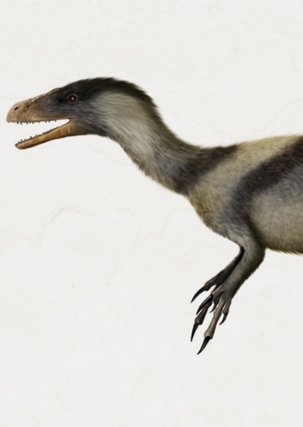 Tanycolagreus