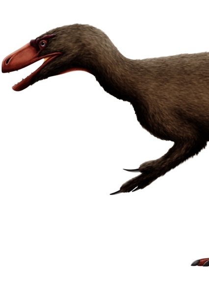 Tanycolagreus photo